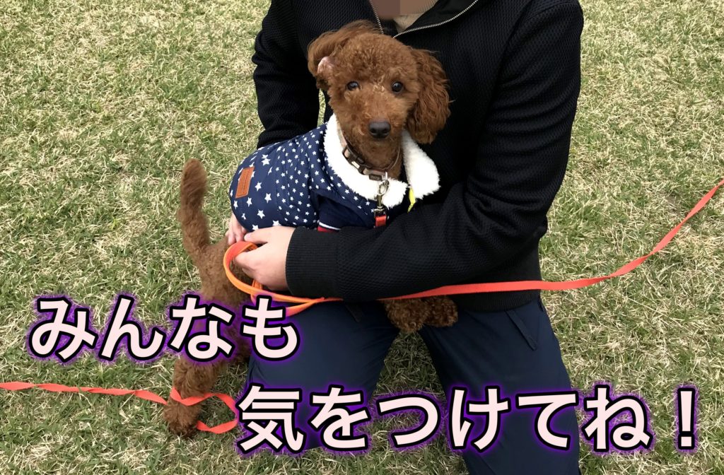 むぎ愛用 ロングリード 使い方で骨折の危険も 浜松市の犬連れお出かけ観光ガイド むぎさんぽ