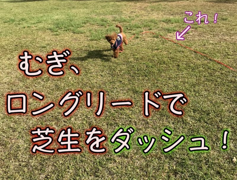 犬用しつけスプレー 噛み癖にジョイペット ビターレモンピール が効果的 浜松市の犬連れお出かけ観光ガイド むぎさんぽ