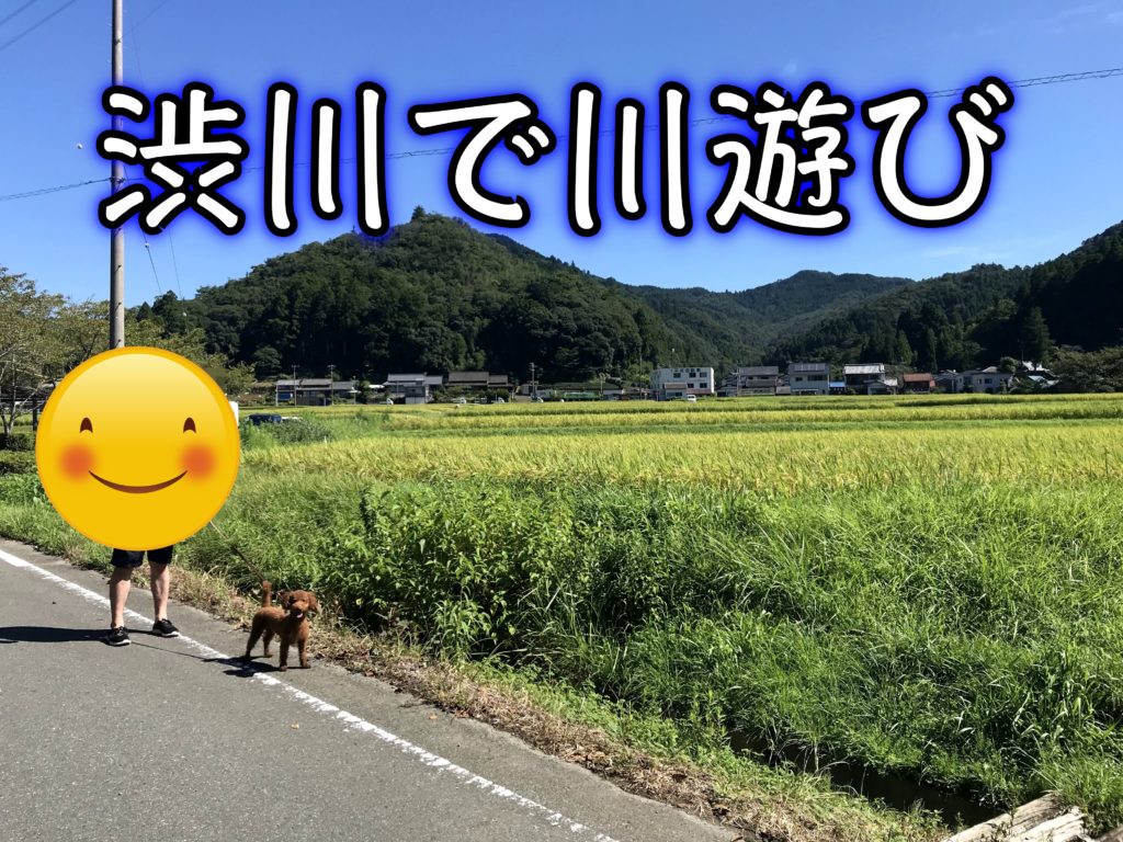 大いちょうで有名な引佐町渋川ではじめての 川遊び 浜松市の犬連れお出かけ観光ガイド むぎさんぽ