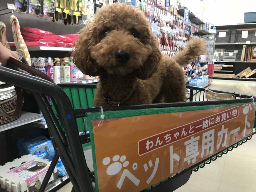 ペット可 新しい専用カートに乗って ケーヨーデイツー でお買い物 浜松市の犬連れお出かけ観光ガイド むぎさんぽ