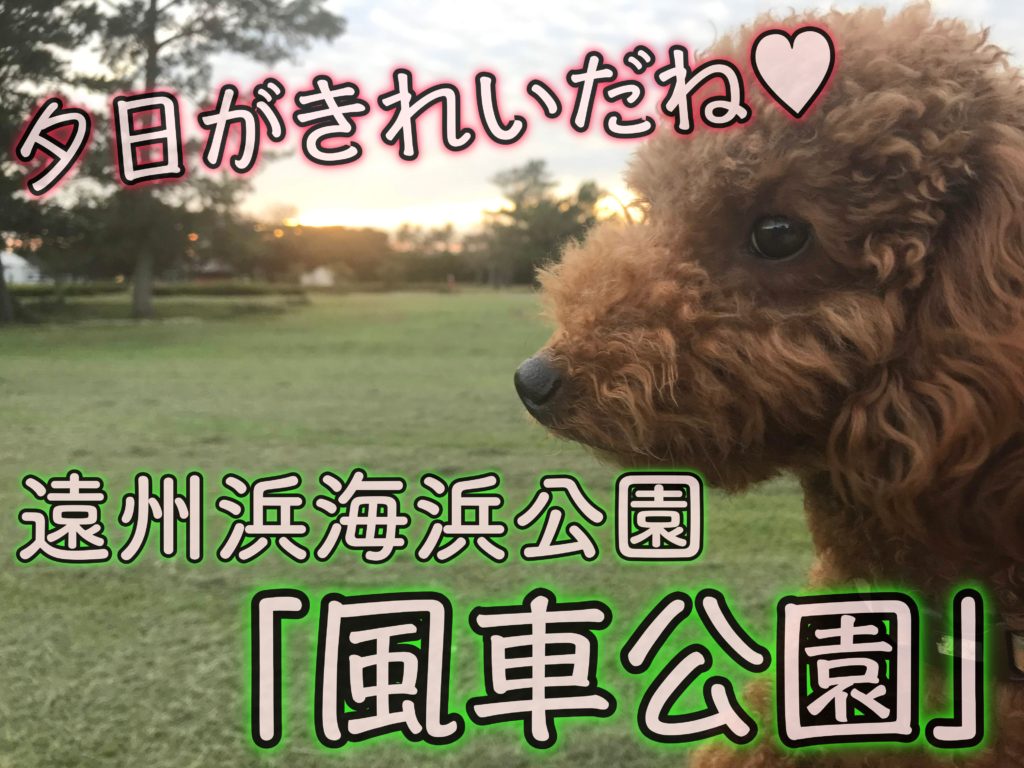 遠州浜海浜公園 風車公園 で散歩 頭上の凧に注意 浜松市の犬連れお出かけ観光ガイド むぎさんぽ 遠州浜海浜公園 風車公園 で散歩 頭上の凧に注意 浜松市の犬連れお出かけ観光ガイド むぎさんぽ