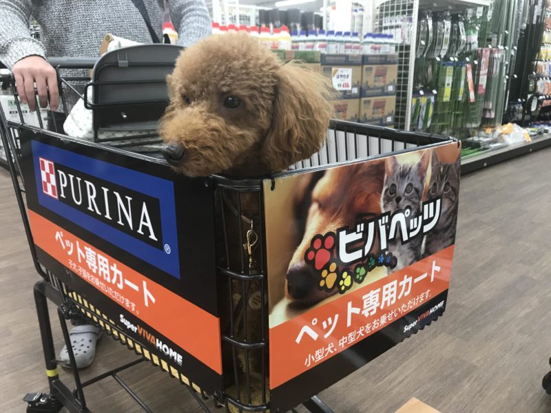 磐田市 スーパービバホームが開店 ペット可の潜入レポ 浜松市の犬連れお出かけ観光ガイド むぎさんぽ