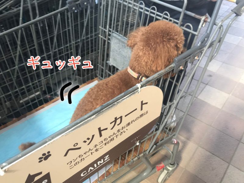 ペット可 無料ドックランがある カインズ でお買い物 浜松市の犬連れお出かけ観光ガイド むぎさんぽ