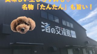 ペット可 袋井市の可睡斎 風鈴まつり に行ってきたよ 浜松市の犬連れお出かけ観光ガイド むぎさんぽ